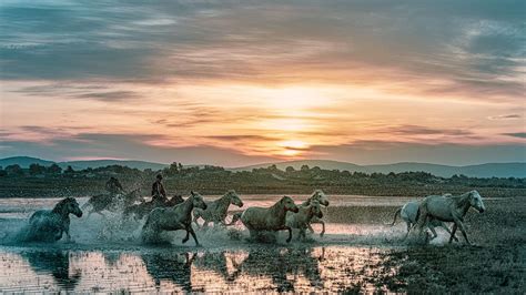 Animals in a Landscape