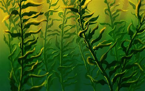 Kelp Forest Drawing