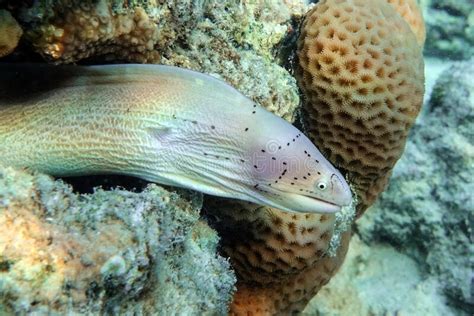 Grey Moray Eel Gymnothorax Griseus Red Sea Stock Image Image Of