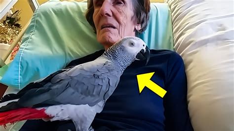 Dying Woman Says Final Goodbye To Her Parrot But The Parrots Reaction