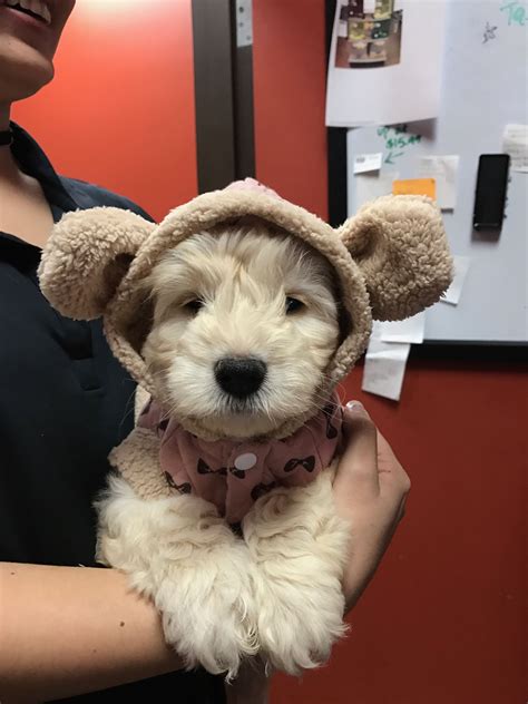 Mini Goldendoodle Going Home Wearing Teddy Bear Ears Too Cute Mini