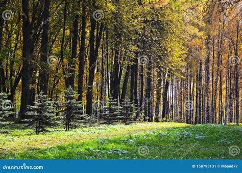Beautiful Autumn Landscape Birches With Yellow Leaves In The Wind