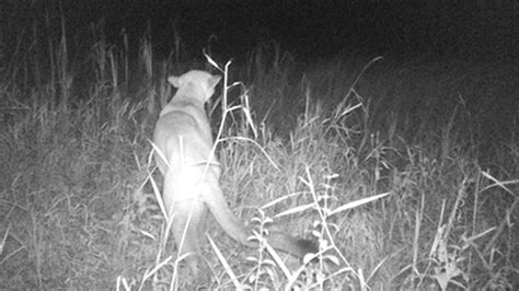 Michigan Dnr Reported More Cougar Sightings In 2020 Than Any Year Since