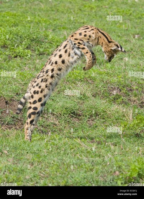 Serval Cat Jumping In Plains Stock Photo Alamy