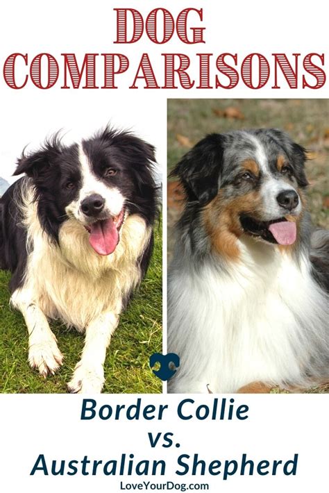 Border Collie Vs Australian Shepherd Breed Differences And Similarities
