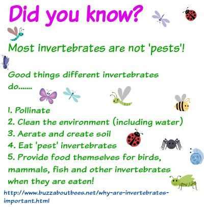 Why Are Invertebrates Important?