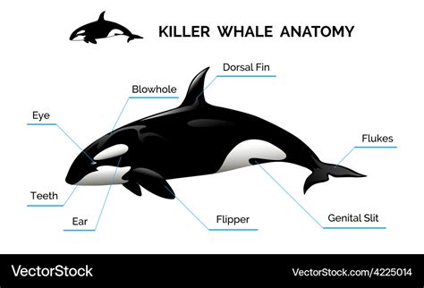 Killer Whale Reproductive System