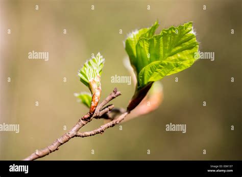 Beech Leaf Emerging From A Bud Fagus Sylvatica As Spring Turns To