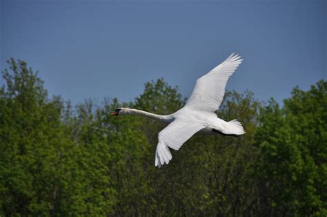 Free Images Nature Wing Seabird Flying Spring Gull Flight Swan