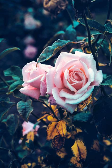 A simple subreddit for getting wallpapers for your phone. leahberman: " floral harvest instagram " | Instagram roses, Flower phone wallpaper