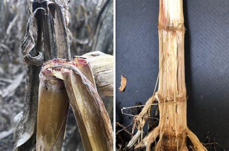 Stalk Rot Diseases In Nebraska Corn Fields Cropwatch University Of