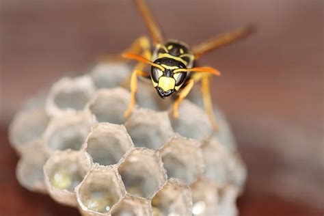 What Do Wasps Eat And Other Fun Facts Diamond Pest Control