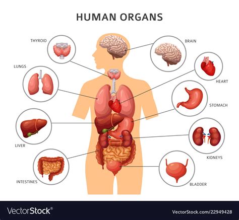 External projection of internal organs. Human body internal organs stomach and lungs Vector Image