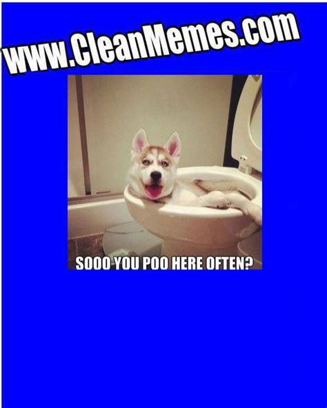 Toilet Dog Clean Memes