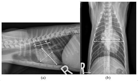 A Right Lateral And B Ventrodorsal Thoracic Radiographs In A Kitten