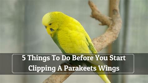 5 Ways How To Clip A Parakeets Wings Safely Birds News