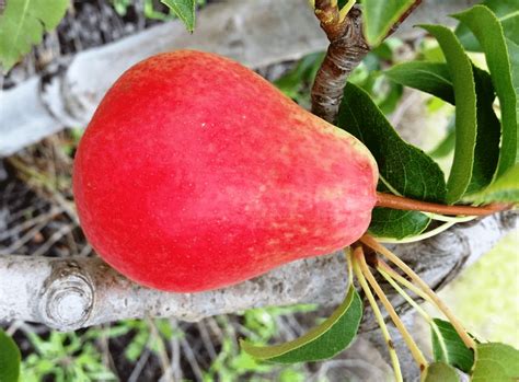 South African Exporters Find Sweet Spot For Cheeky Pears In Pearstheirstart