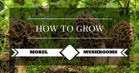 How To Grow Morel Mushrooms Grow Your Way