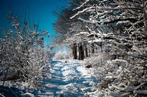 Snow Path In Beautiful Winter Forest Stock Image Colourbox