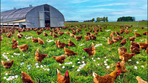 how to raising millions of free range chicken for eggs and meat chicken farming meat factory
