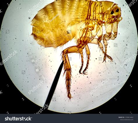 Flea Insect Under Microscope Stock Photo 1239814462 Shutterstock