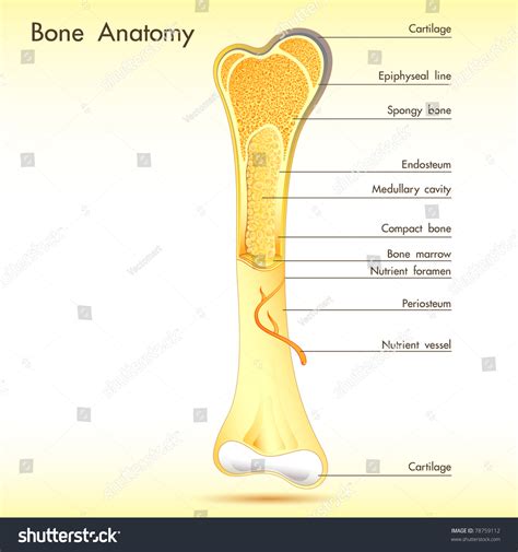 Illustration Of Anatomy Of Bone With Label On Abstract Background