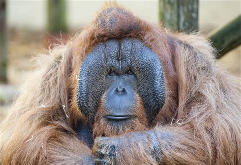 Seeing an orangutan in its natural habitat is one of best wildlife experiences you can have in borneo. Orangutan (Bornean) - Dudley Zoo and Castle