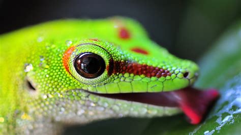 4k Lizards Wallpapers High Quality Download Free