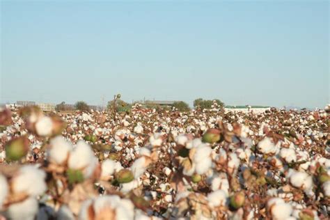 Meet Arizona Agricultures Cotton Farmers