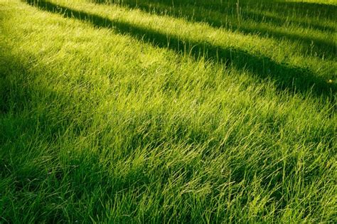 Idyllic Green Grass Glade At Morning Sun Long Tree Shadows Over Stock