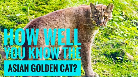 Asian Golden Cat Description Characteristics And Facts Youtube
