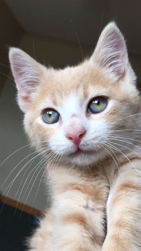 10 Cats With The Most Stunningly Gorgeous Eyes Ever Pretty Cats Cute
