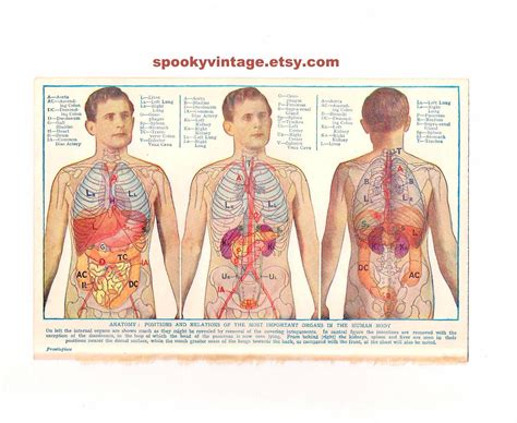Human Anatomy Back View Organs ~ Internal Organs Bodenowasude