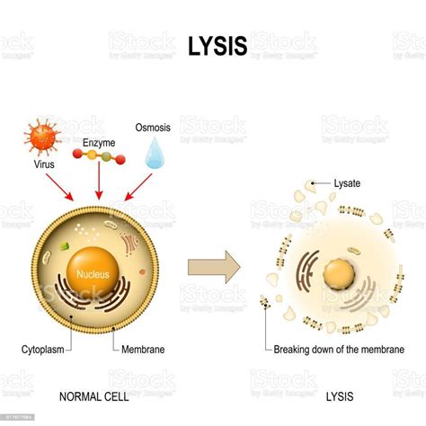 Lisis Celular Concepto Proceso Causas Y Tipos Rezfoods Resep