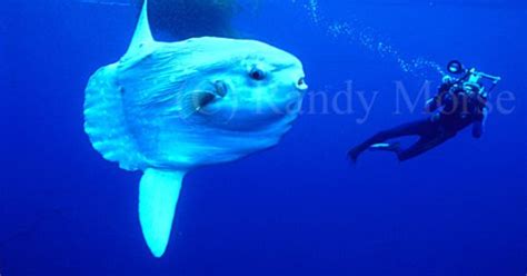 I made them after seeing a pic of a giant pacific sunfish because i couldn't find any good plush ones online. Animal of the day: the ocean sunfish, Mola mola, the world ...