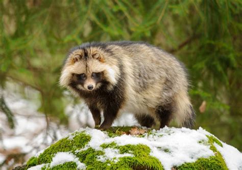 Raccoon Dogs Are The Only Canines That Hibernate During The Winter