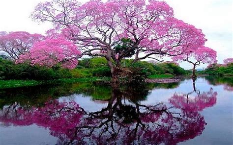 Flowering Tree By The Lake Wallpapers And Images Wallpapers Pictures