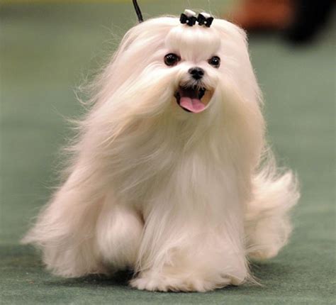 21 Cute Pet Dogs With Trendy Hairstyles Dog Fashion Maltese Dogs