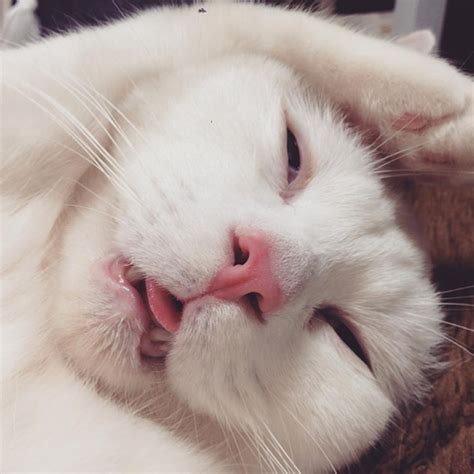 Cat With The Funniest Sleeping Face Ever