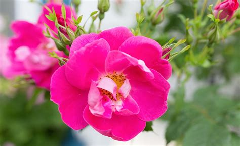 How To Grow Climbing Roses In Your Garden Garden Design