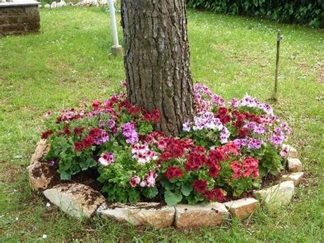 Vari tipi di siepi fiorite. Gerani zonali - Piante annuali - Gerani zonali - giardino