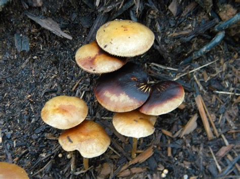Please Id Georgia Mushroom Hunting And Identification Shroomery