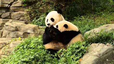 National Zoo Giant Panda Cub Bao Bao And Mother Mei Xiang Youtube