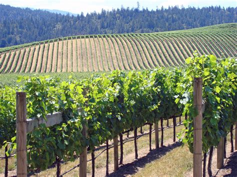 Wine Country Tours In San Francisco Pass L Iventure Card