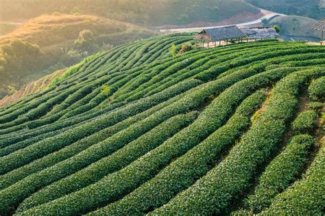 Green Tea Plantation On Mountain Stock Image Image Of Picking Humans