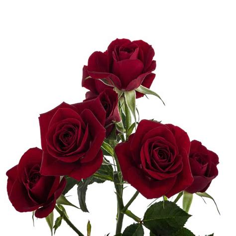 Burgundy Spray Roses 100 Stem Buy Wholesale Flowers Jr Roses