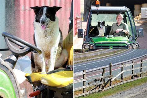 Meet Don The Dog Who Caused Traffic Chaos When He Drove A Tractor On
