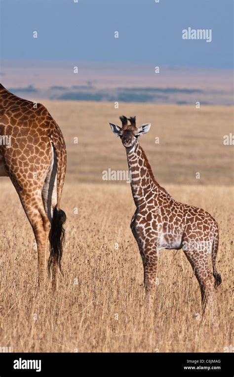 Una Jirafa Maasai Giraffa Camelopardalis Tippelskirchii Y Su Pequeño