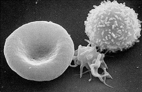 A Scanning Electron Micrograph Of Blood Cells From Left To Right
