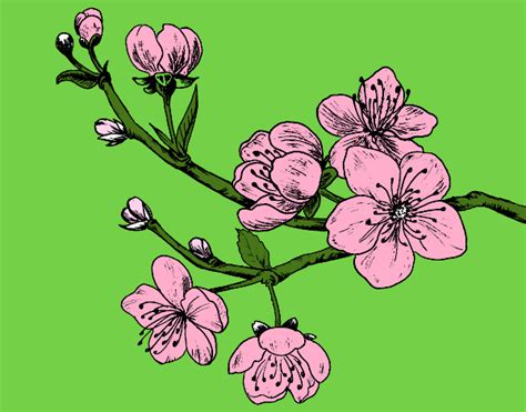 See more of miranda fiori disegni on facebook. Disegno Ramo di ciliegio colorato da Utente non registrato il 11 di Febbraio del 2016